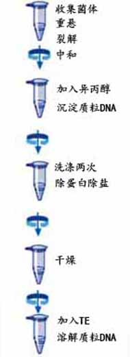 cde5329f64e1652addd8fad9396d6d3e_Relax-ISO_Plasmid%20mini_protocol.jpg