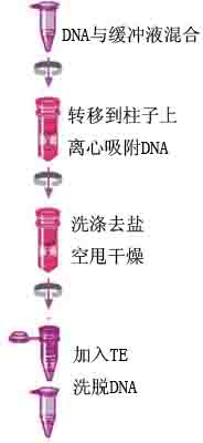 8c36ca154c3220839df93ded4c42f8c7_DNA_Pure_protocol.jpg