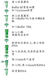 de798355868fc68dcda2b6b714e8434c_Yeast_DNA_protocol.jpg