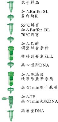 3d56154a15910ba9a80a8e82f464de9e_Swab_DNA_kit_protocol.jpg