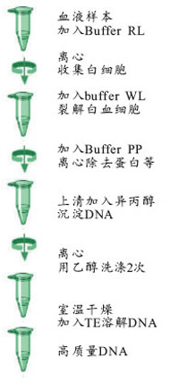 93c7a2de0a724aa85bc19a4e8e280b22_Relax-ISO_Blood_DNA_ProtocolI.jpg