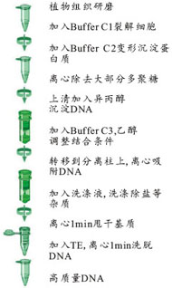 311eca2c21f4e871e216a4446ac50b60_Plant_DNA_Protocol.jpg