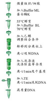 e311d4214ece86955eac05a6302a3290_MiniElute_DNA_Kit_Protocol.jpg
