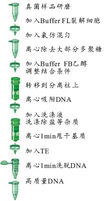 dc6710b6ce2663e6a6a5c61d9cc75e92_Hpure_Fungal_DNA_protocol.jpg