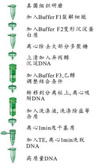 6064e949edb349835a7d574c3ac3e664_Fungal_DNA_protocol.jpg