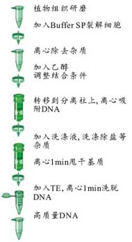 a241b9fde69e64012bff7280d779750a_FT_Plant_DNA_Protocol.jpg