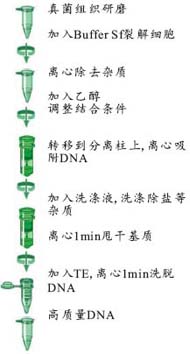 269c6b5e9366b50008b119ddae0a365e_FT_Fungal_DNA_Protocol.jpg