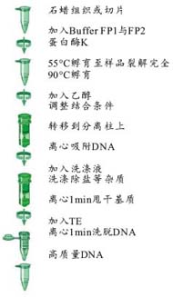 68917611b29198644f9fd30694d1112b_FFPE_DNA_Protocol.jpg