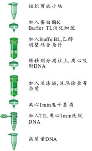 0e850879e80d128d79a217ee8d6ade6a_Tissue_DNA_Protocol.jpg