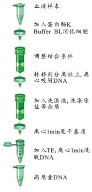 abc558e7dea27e75b7b3f817af0e3f77_Blood_DNA_protocol.jpg