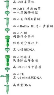 ecea17b51f3dc61a8427120e782ea786_Baterial_DNA_Protocol.jpg