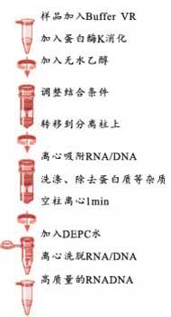 2590963d37a6b191cfca8cfa4ca43b70_VIRUS_RNA_P.JPG