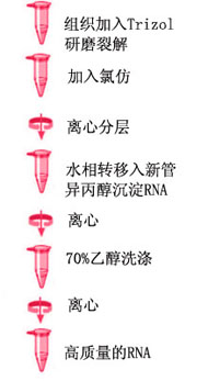 61494cd1e051e6e65e0e5d38bde9cc5f_TRNsol_Trizol_protocol.jpg