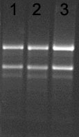6af39723d6a061db8ae4279dc043910a_20141220170281718171.jpg