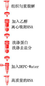 ebe00f1b29b6fb0e8af46fb8eb55eff0_Plant_RNA_Kit_P.jpg