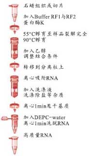 623b9f7a6072886d72e5e86265f5c754_FFPE_RNA_P.JPG