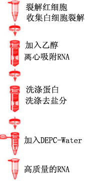 18cf5b115cc3542e47b7c136d90438a8_blood%20RNA_Protocol.jpg