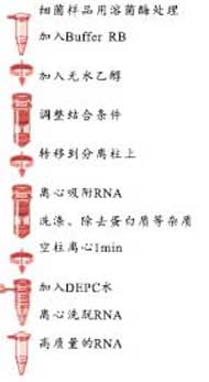 cb2bbcc280592e5efd1a13702ff2e781_Baterial_RNA_Protocol.jpg